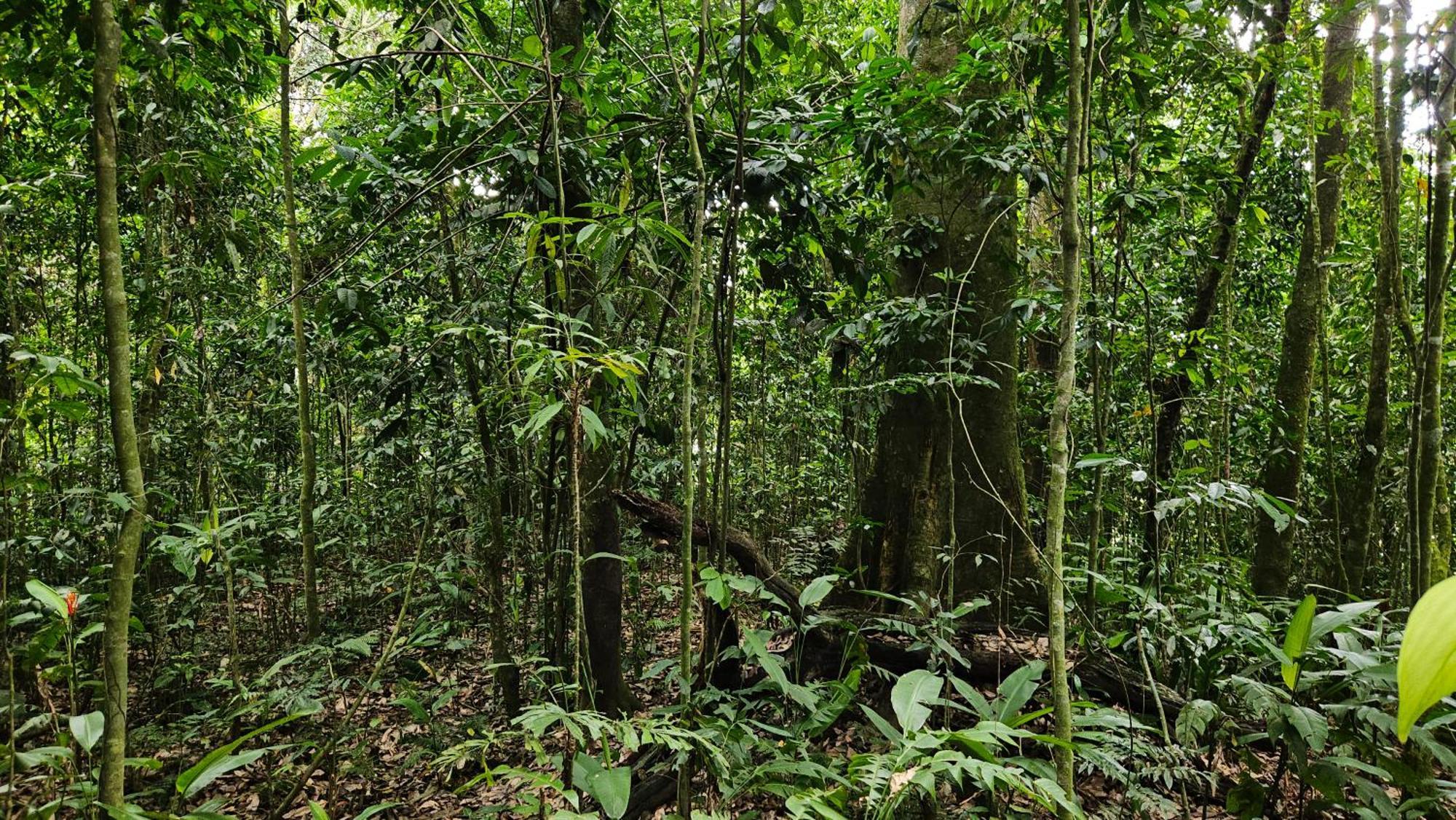 Wayra Natura
